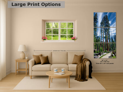 Giant Sequoia Tree Forest Picture Nature Photo, Redwood Trees Forest Bathing Decor, Relaxation Artwork for Home or Office