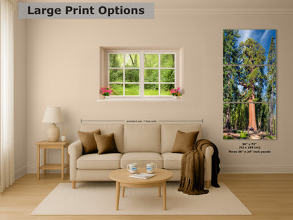 Giant Sequoia Tree Forest Picture Nature Photo, Yosemite Redwood Trees, Forest Bathing for Nature Lovers, House and Office