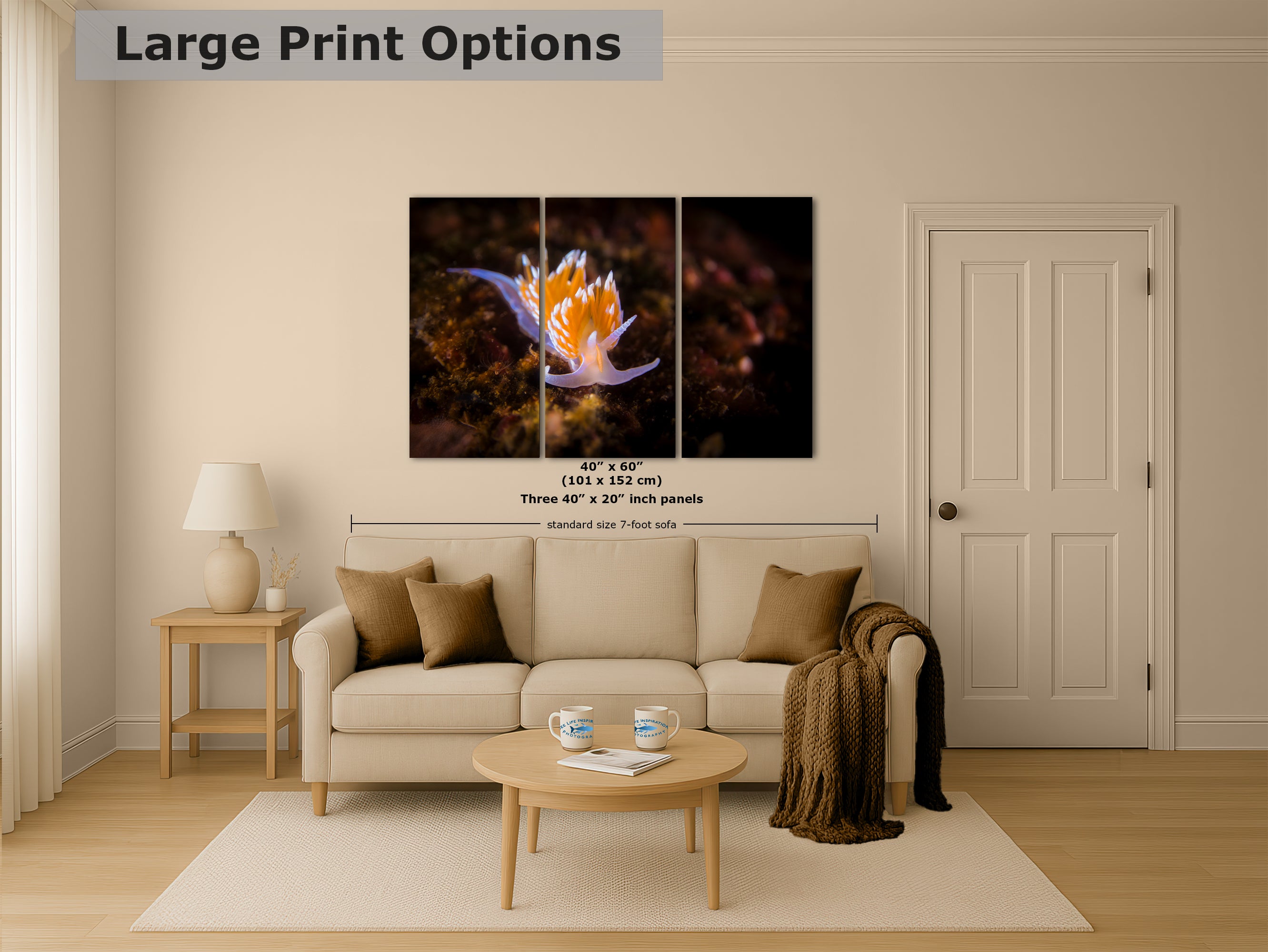 Hermissenda Opalescent Nudibranch Ocean Life Underwater Scenery Marine Biology Nature Photo