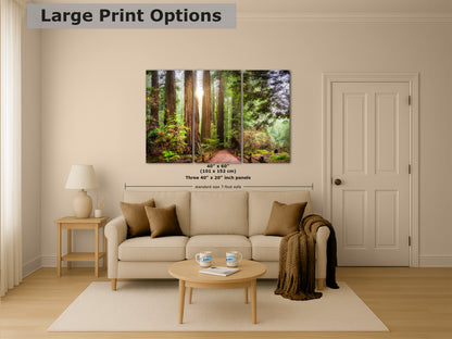 Redwood Trees Forest Picture Nature Photo, Forest Bathing in Muir Woods Wall Art for House Decor Gifts for Tree & Nature Lovers