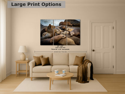 California Sea Lion Marine Mammal Wildlife Photography, Ocean Animals Wall Art, Nature Lover Gift, Marine Biology Artwork