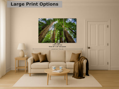 Redwood Trees Forest Picture Nature Photo | Forest Bathing Relaxation Decor for Meditation, House, and Office