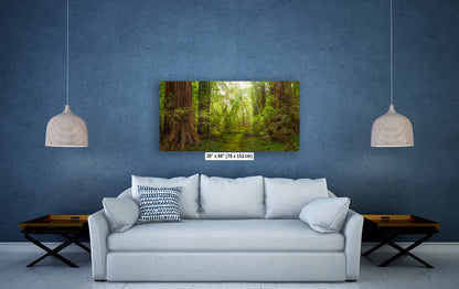 Redwood Tree Wall Art - Panoramic Forest Picture Nature Photo