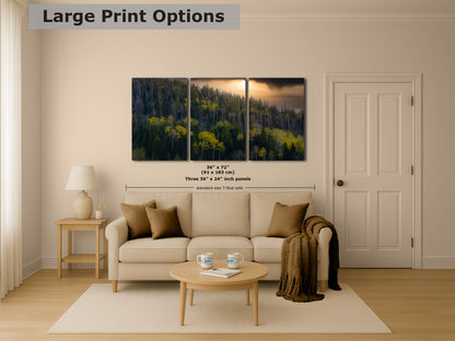 Aspen Tree Forest Picture Nature Photo, Forest Bathing Relaxation Artwork Dopamine Decor for Meditation, Bedroom, Living Room, and Office