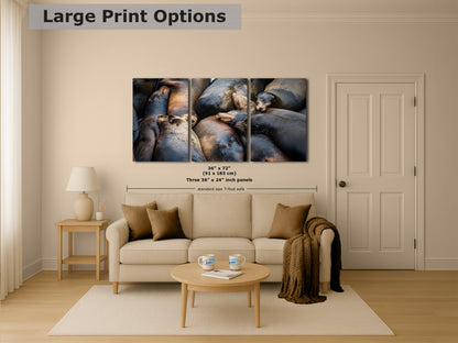 California Sea Lion Marine Mammal Wildlife Photography, Ocean Animals Nursery Decor, Relaxation Artwork for Beach-Themed Rooms