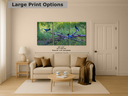 Steller Jay Wildlife Photography Print, Bird Wall Art, Nature Photography, Blue Bird Picture, Relaxing Dorm Room or Office Wall Art