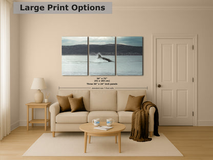 Humpback Whale Marine Mammal Wildlife Photography, Ocean Nature Art, Marine Conservation, Dolphin & Sea Life Gift, House Decor