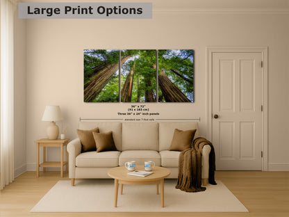 Redwood Trees Forest Picture Nature Photo | Forest Bathing Relaxation Decor for Meditation, House, and Office