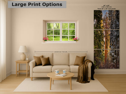 Giant Sequoia Tree Forest Picture Nature Photo, Redwood Tree Wall Art, Forest Bathing Decor, Bohemian Style Relaxation Artwork
