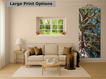 Giant Sequoia Tree Forest Picture Nature Photo, Yosemite Mariposa Grove Redwood Trees, Forest Bathing Relaxation Artwork for Nature Lovers