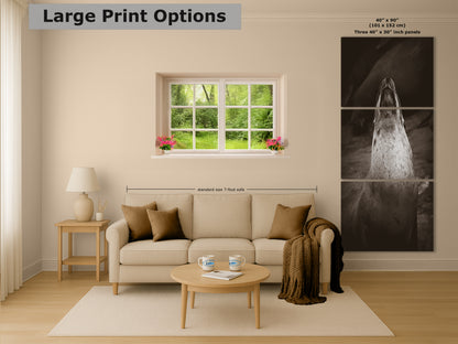 California Sea Lion Marine Mammal Wildlife Photography, Ocean Animals, Coastal House Decor, Nature Lover Gift, Marine Biology Artwork