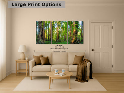 Redwood Trees Forest Picture Nature Photo, Forest Bathing Relaxation Artwork for Calming Meditation, Office and House Decor