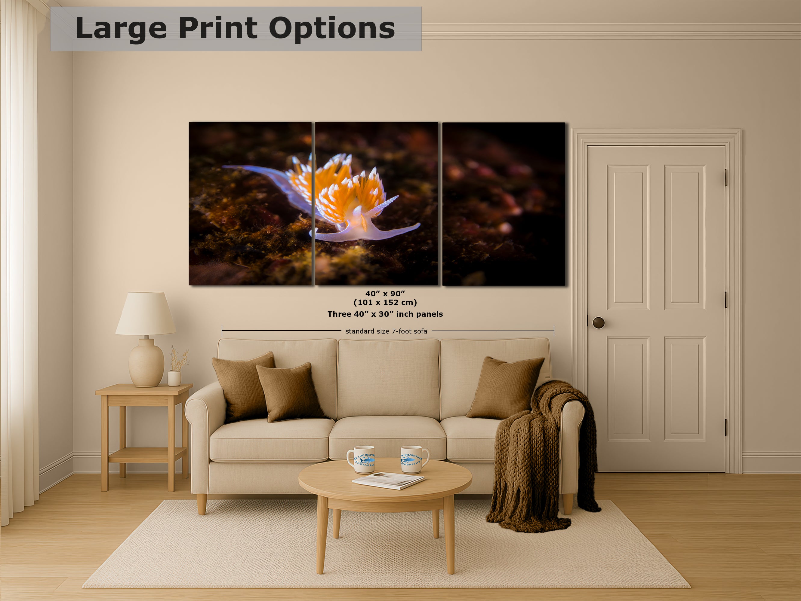 Hermissenda Opalescent Nudibranch Ocean Life Underwater Scenery Marine Biology Nature Photo