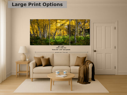 Aspen Tree Forest Picture Nature Photo, Forest Bathing Relaxation Artwork, Fall Colors Autumn for Meditation, Office and House Decor