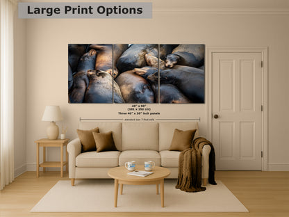 California Sea Lion Marine Mammal Wildlife Photography, Ocean Animals Nursery Decor, Relaxation Artwork for Beach-Themed Rooms