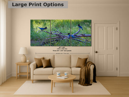 Steller Jay Wildlife Photography Print, Bird Wall Art, Nature Photography, Blue Bird Picture, Relaxing Dorm Room or Office Wall Art