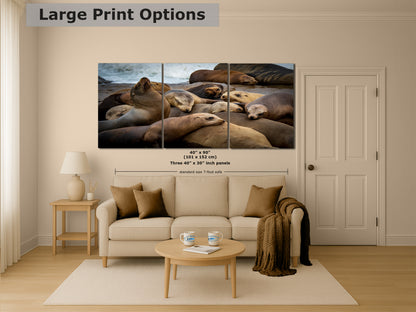 California Sea Lion Marine Mammal Wildlife Photography, Ocean Animals Wall Art, Nature Lover Gift, Marine Biology Artwork