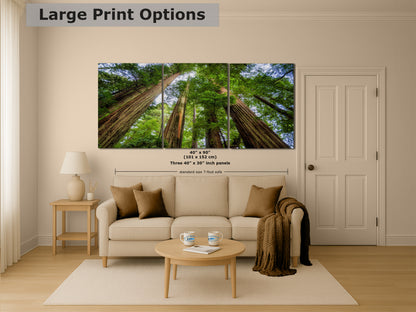 Redwood Trees Forest Picture Nature Photo | Forest Bathing Relaxation Decor for Meditation, House, and Office