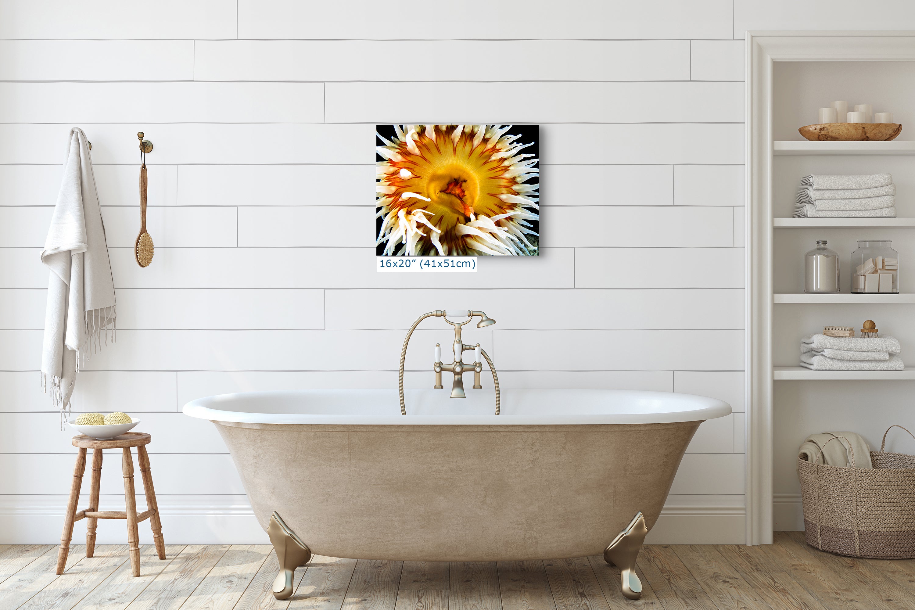 Sea Anemone Picture Ocean Life Underwater Scenery Nature Photo, Marine Biology Coral Reef Art