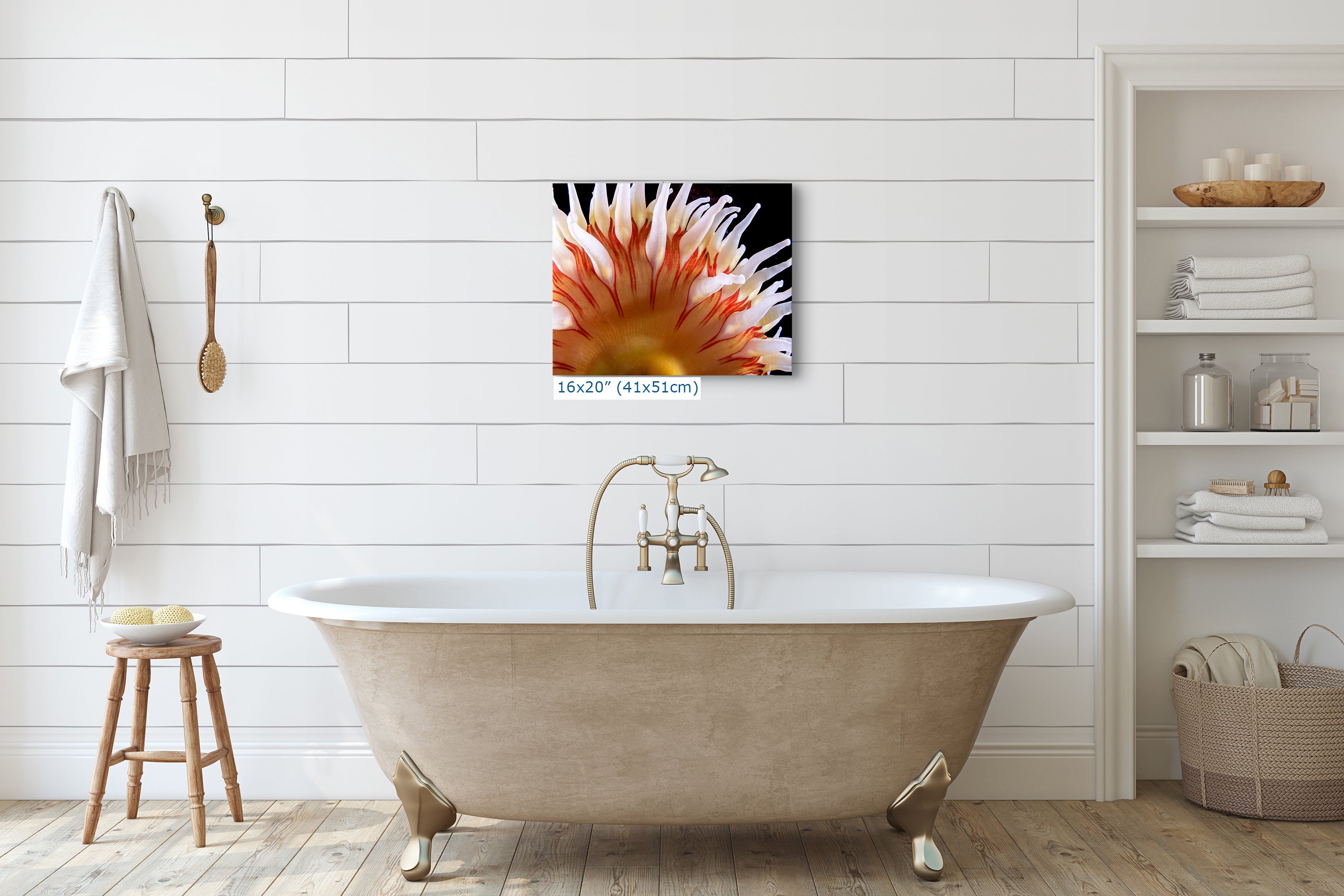 Sea Anemone Picture Ocean Life Underwater Scenery Nature Photo, Marine Biology Coral Reef Art