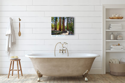 Giant Sequoia Tree Forest Picture Nature Photo | Yosemite Redwood Trees for Nature Lovers & Forest Bathing Relaxation, Meditation Artwork