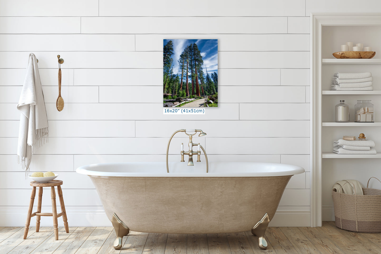 Giant Sequoia Tree Forest Picture Nature Photo, Redwood Trees Forest Bathing Decor, Relaxation Artwork for Home or Office