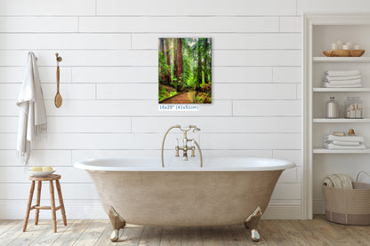 Redwood Trees Forest Picture Sunrise Nature Photo, Forest Bathing House Decor, Relaxing Wall Art for Meditation, Home and Office