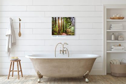 Redwood Trees Forest Picture Nature Photo, Forest Bathing in Muir Woods Wall Art for House Decor Gifts for Tree & Nature Lovers