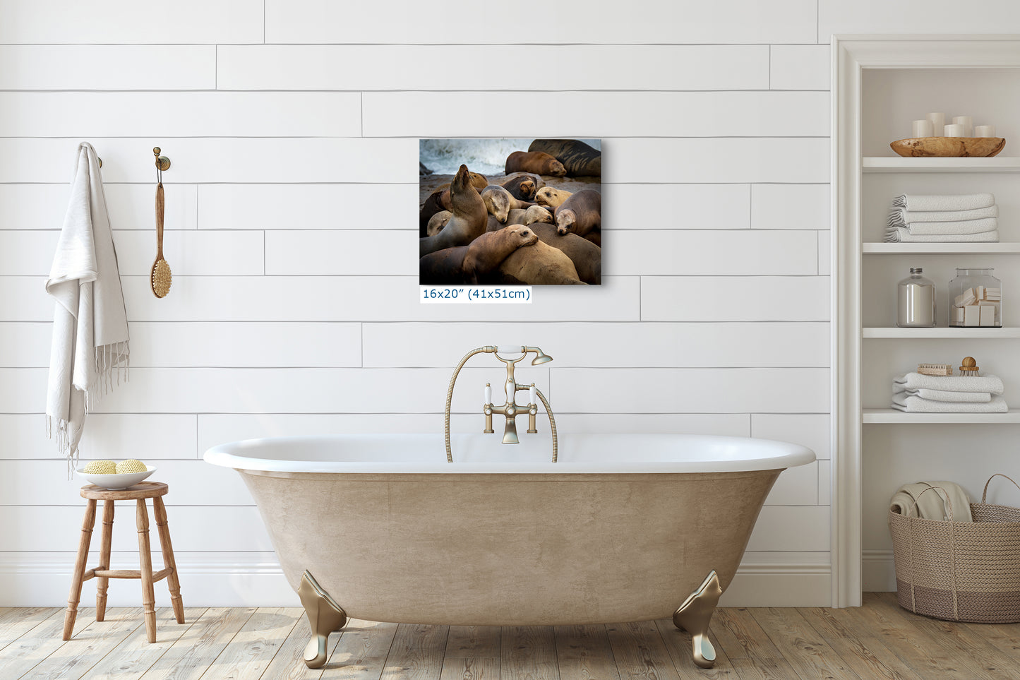 California Sea Lion Marine Mammal Wildlife Photography, Ocean Animals Wall Art, Nature Lover Gift, Marine Biology Artwork