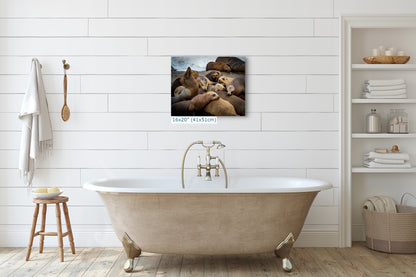 California Sea Lion Marine Mammal Wildlife Photography, Ocean Animals Wall Art, Nature Lover Gift, Marine Biology Artwork