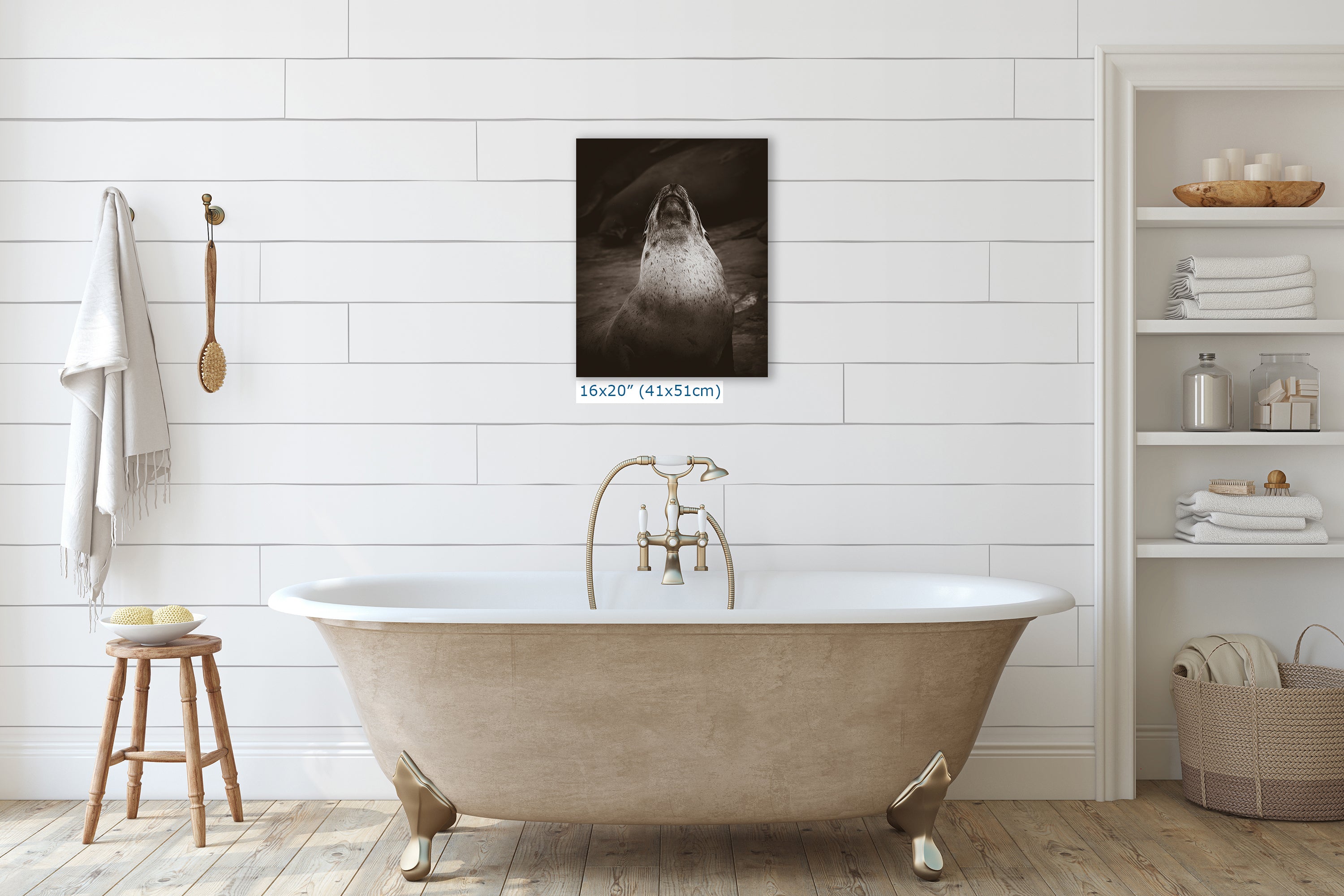 California Sea Lion Marine Mammal Wildlife Photography, Ocean Animals, Coastal House Decor, Nature Lover Gift, Marine Biology Artwork