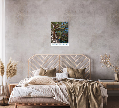 Giant Sequoia Tree Forest Picture Nature Photo, Yosemite Mariposa Grove Redwood Trees, Forest Bathing Relaxation Artwork for Nature Lovers