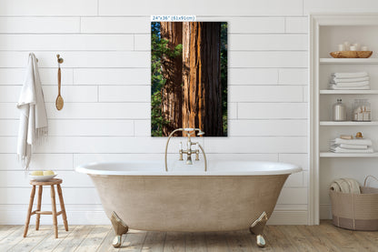 Giant Sequoia Tree Forest Picture Nature Photo, Redwood Trees Wall Art, Forest Bathing National Park Poster, Relaxation Decor