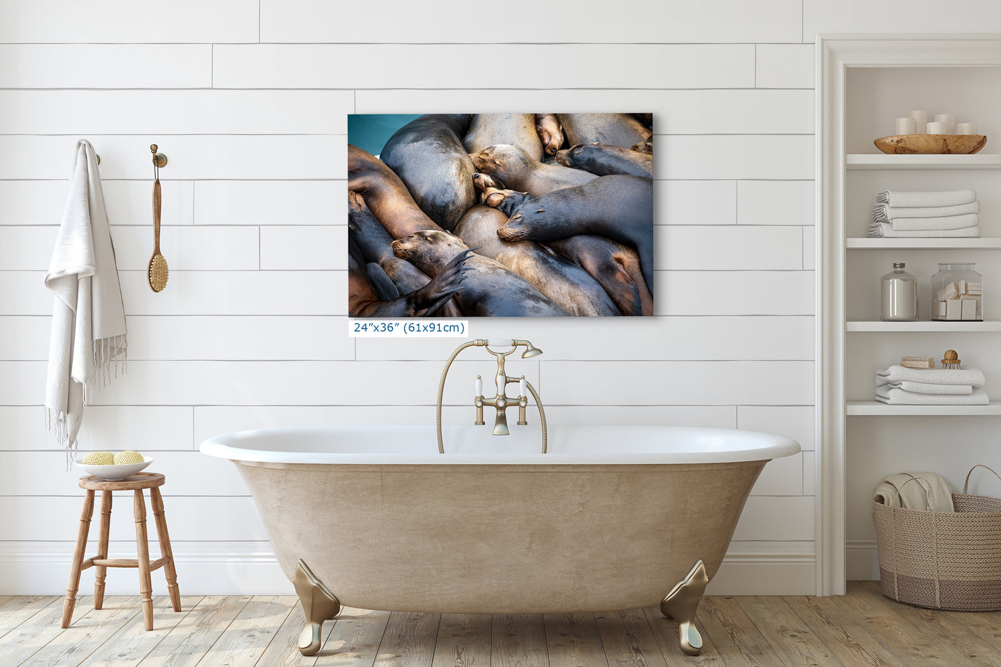 California Sea Lion Marine Mammal Wildlife Photography Wall Art - Ocean Animals Nursery Decor Coastal Home Artwork, Marine Biology Print