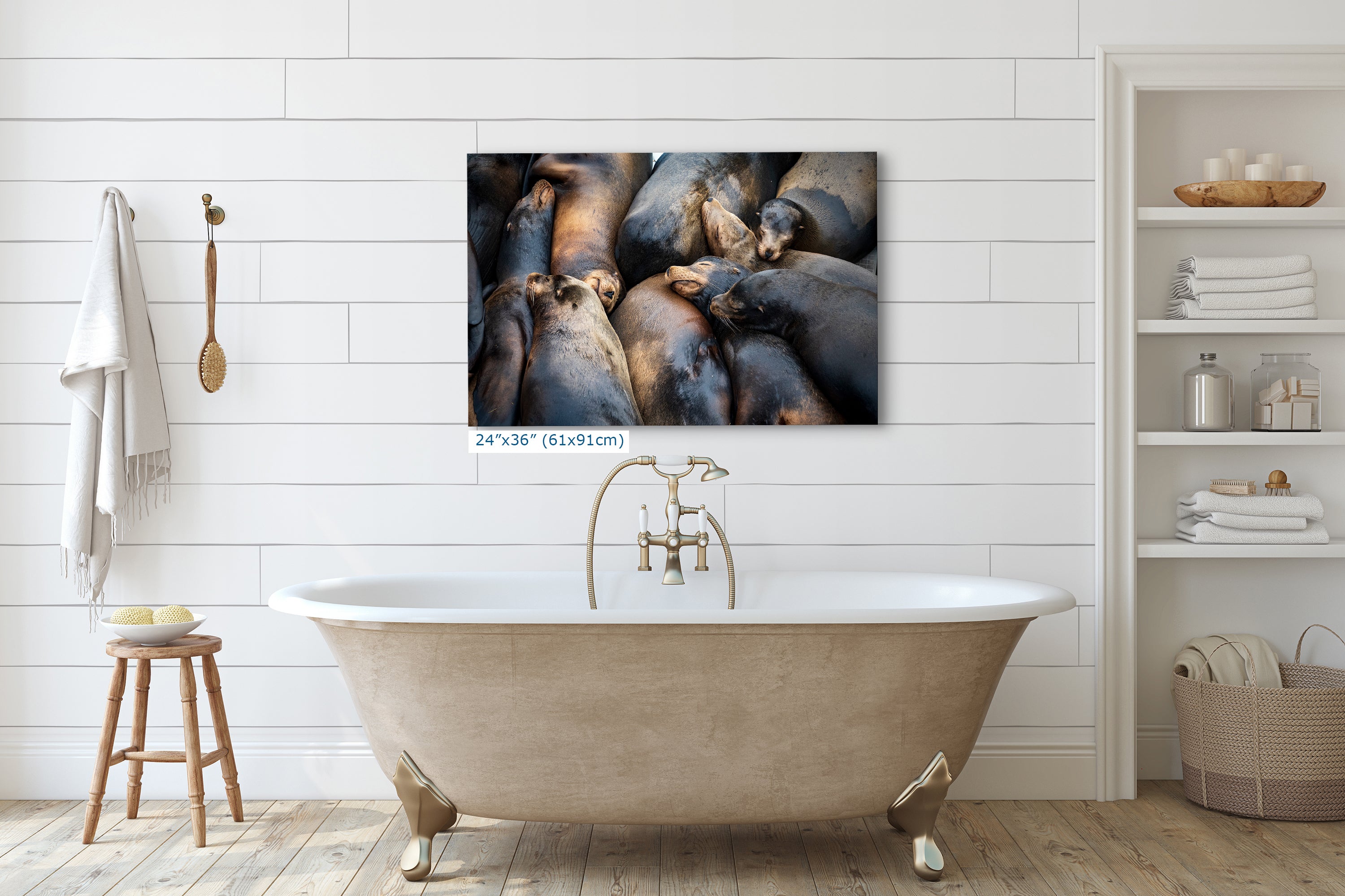 California Sea Lion Marine Mammal Wildlife Photography, Ocean Animals Nursery Decor, Relaxation Artwork for Beach-Themed Rooms