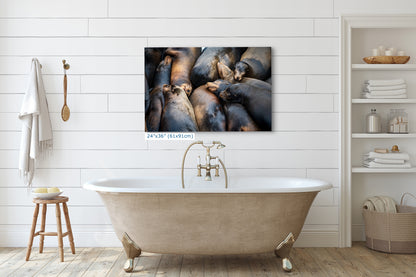 California Sea Lion Marine Mammal Wildlife Photography, Ocean Animals Nursery Decor, Relaxation Artwork for Beach-Themed Rooms