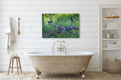 Steller Jay Wildlife Photography Print, Bird Wall Art, Nature Photography, Blue Bird Picture, Relaxing Dorm Room or Office Wall Art