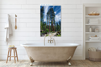 Giant Sequoia Tree Forest Picture Nature Photo, Redwood Trees Forest Bathing Decor, Relaxation Artwork for Home or Office