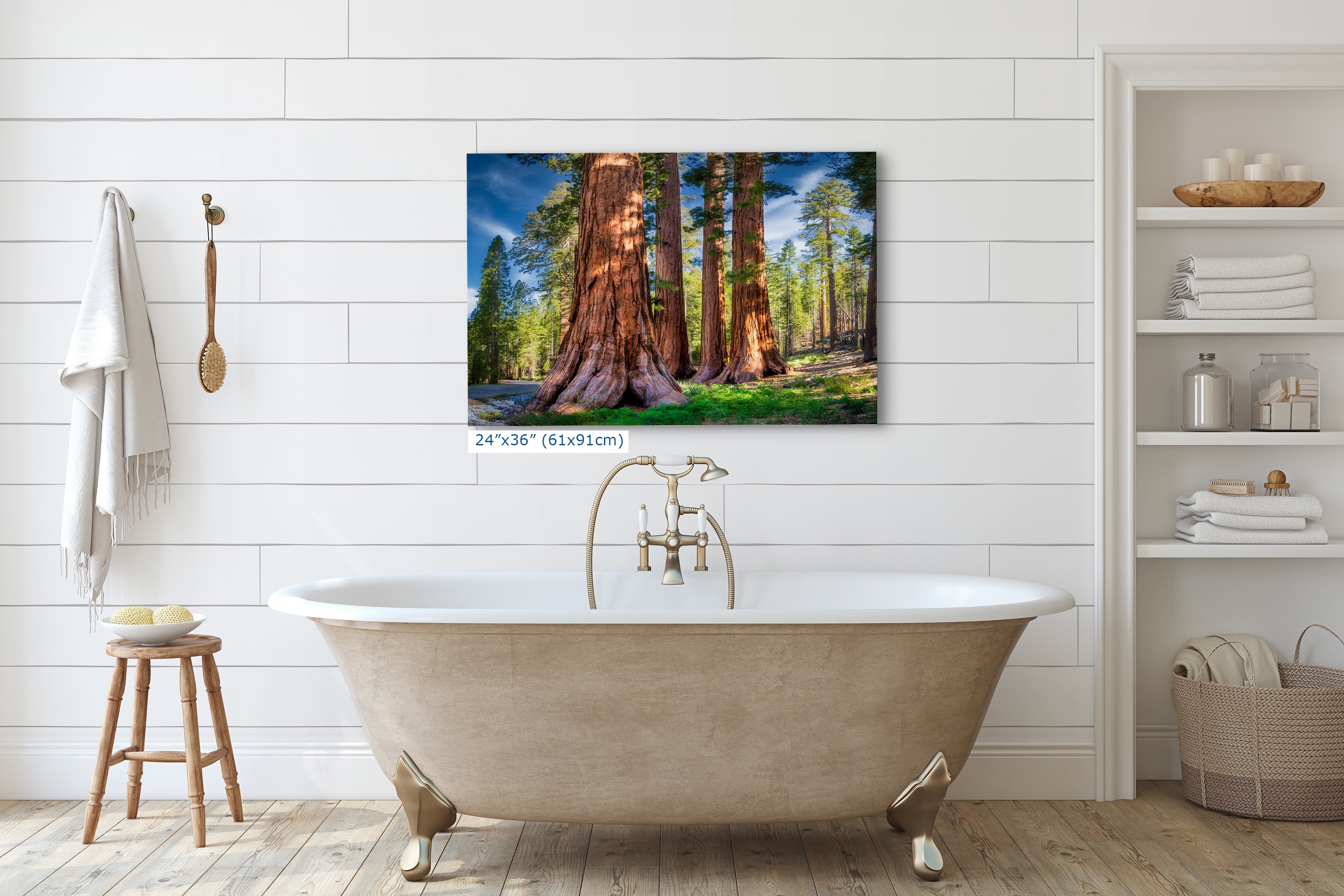 Giant Sequoia Tree Forest Picture Nature Photo, Redwood Trees Forest Bathing for Relaxation and Meditation in Living Room and Office