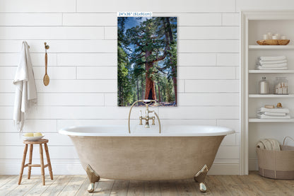 Giant Sequoia Tree Forest Picture Nature Photo, Yosemite Redwood Trees, Mariposa Grove Tree Hugger Decor, Forest Bathing for Relaxation