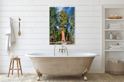 Giant Sequoia Tree Forest Picture Nature Photo, Yosemite Redwood Trees, Forest Bathing for Nature Lovers, House and Office