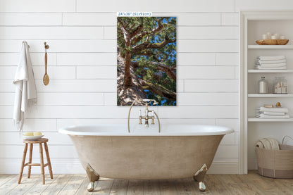 Giant Sequoia Tree Forest Picture Nature Photo, Yosemite Mariposa Grove Redwood Trees, Forest Bathing Relaxation Artwork for Nature Lovers