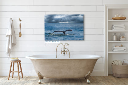 Humpback Whale Marine Mammal Wildlife Photography | Monterey Bay Ocean Scene Art Print for Nature Lovers and Marine Conservation Decor
