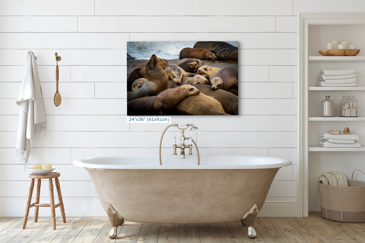 California Sea Lion Marine Mammal Wildlife Photography, Ocean Animals Wall Art, Nature Lover Gift, Marine Biology Artwork