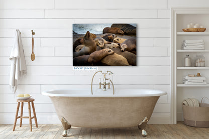 California Sea Lion Marine Mammal Wildlife Photography, Ocean Animals Wall Art, Nature Lover Gift, Marine Biology Artwork