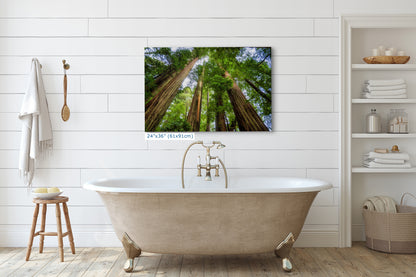 Redwood Trees Forest Picture Nature Photo | Forest Bathing Relaxation Decor for Meditation, House, and Office