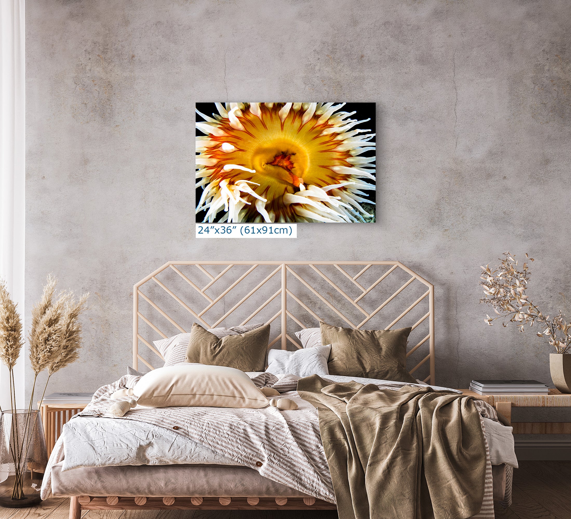 Sea Anemone Picture Ocean Life Underwater Scenery Nature Photo, Marine Biology Coral Reef Art