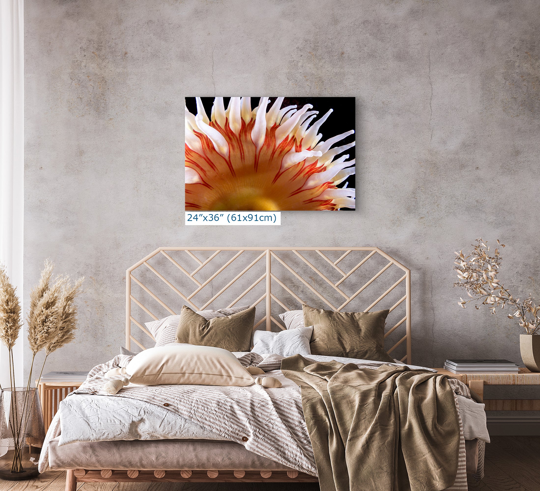 Sea Anemone Picture Ocean Life Underwater Scenery Nature Photo, Marine Biology Coral Reef Art