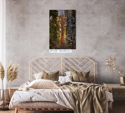Giant Sequoia Tree Forest Picture Nature Photo, Redwood Tree Wall Art, Forest Bathing Decor, Bohemian Style Relaxation Artwork