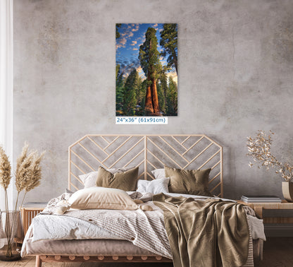 Giant Sequoia Tree Art, Redwood Forest Picture, Nature Photo Inspired Wall Decor
